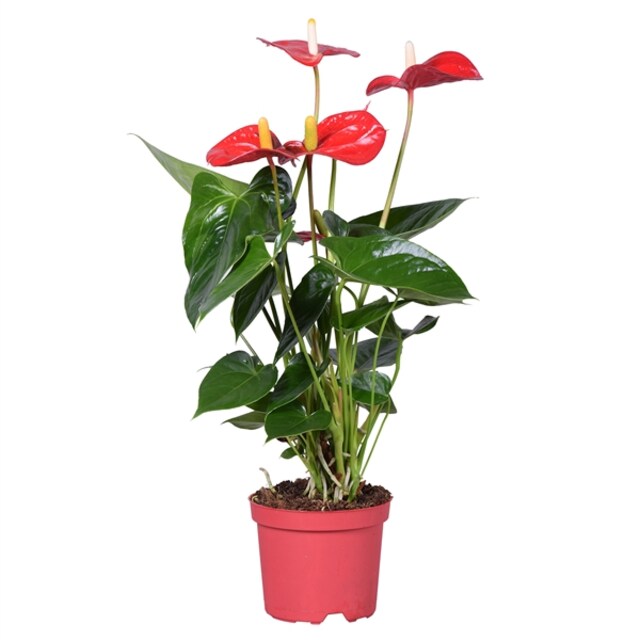 Imagen 0 de Planta interior Anthurium